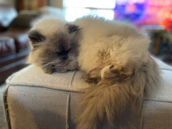 Meet your Posher, Dawn - Picture 1 of 1